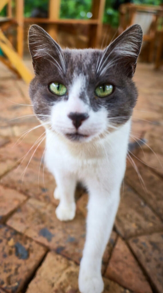 MILO